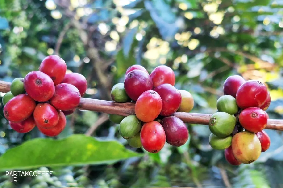 شفافیت از مزرعه تا فنجان